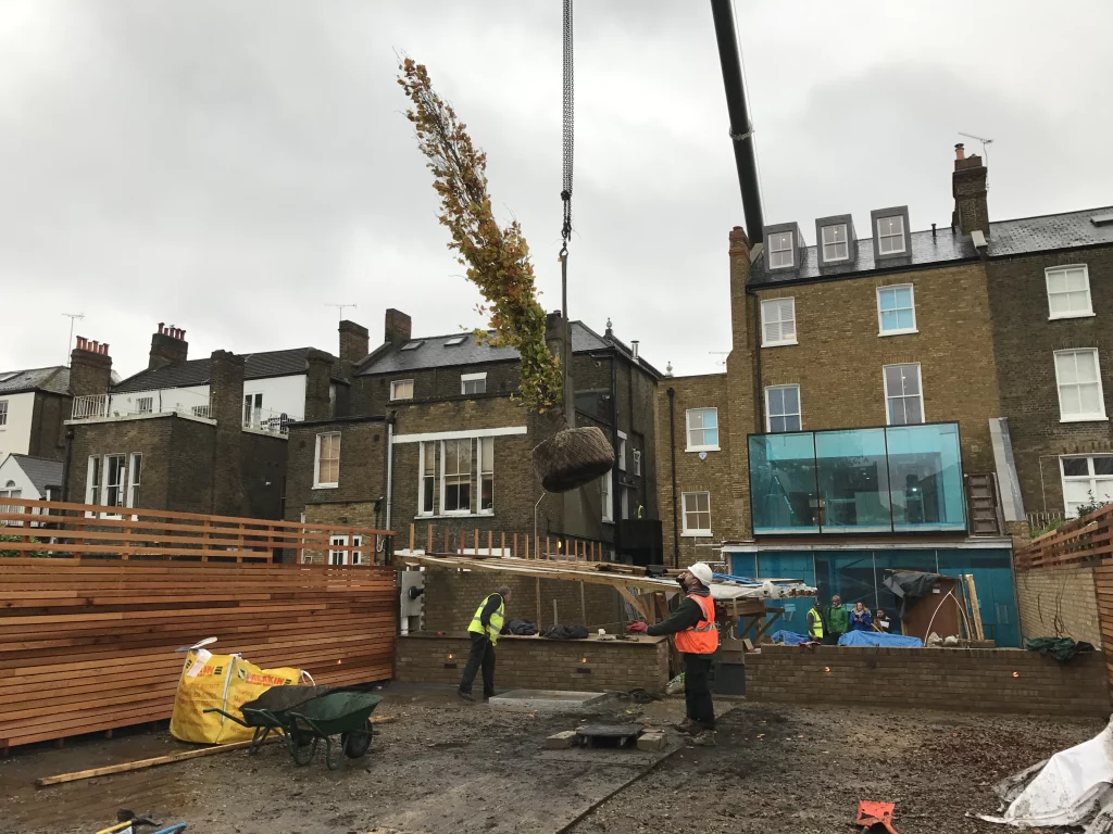 Crane lifting a mature tree during garden construction