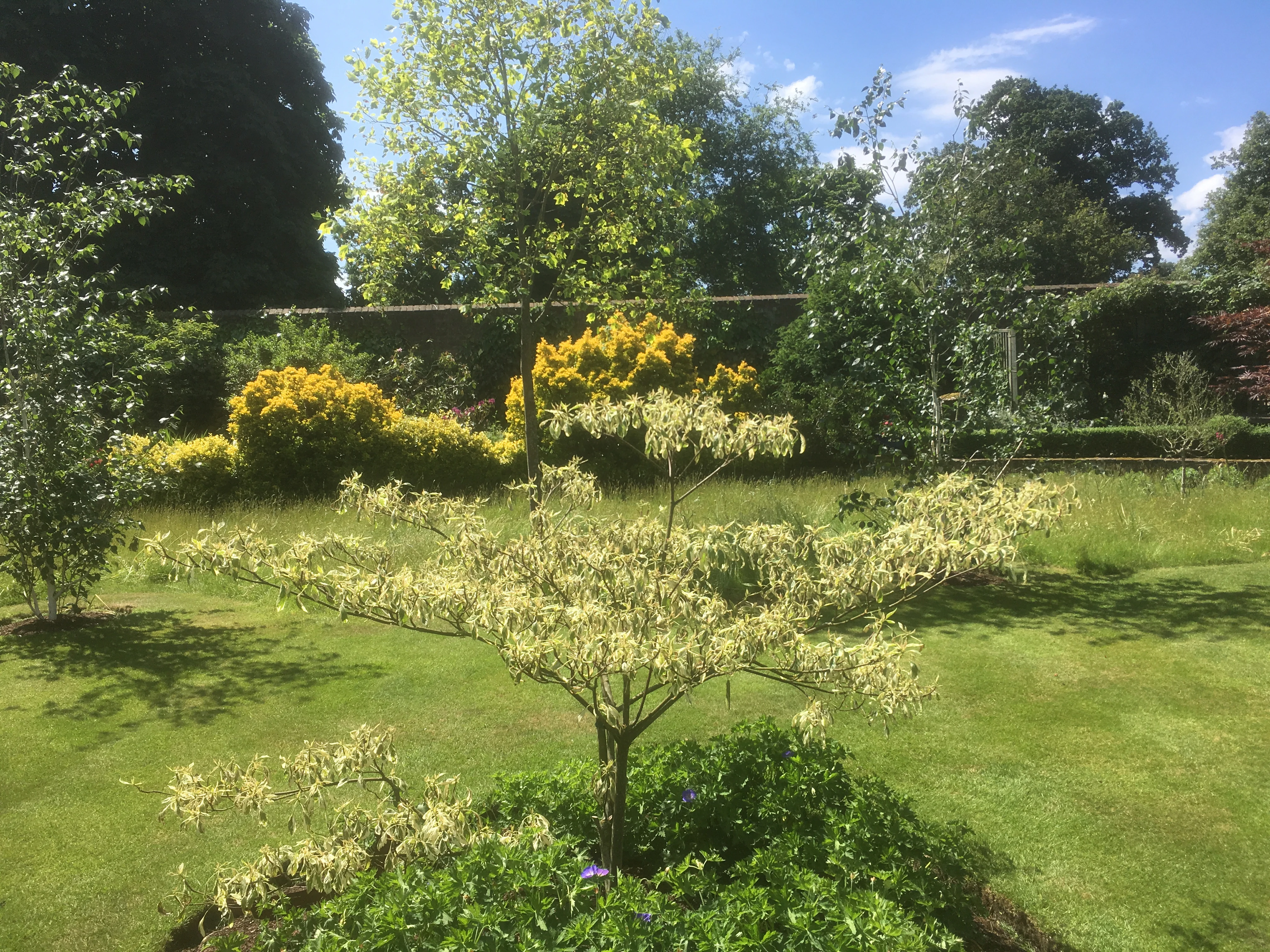 Established garden in Richmond with lawn, specimen trees and layered planting