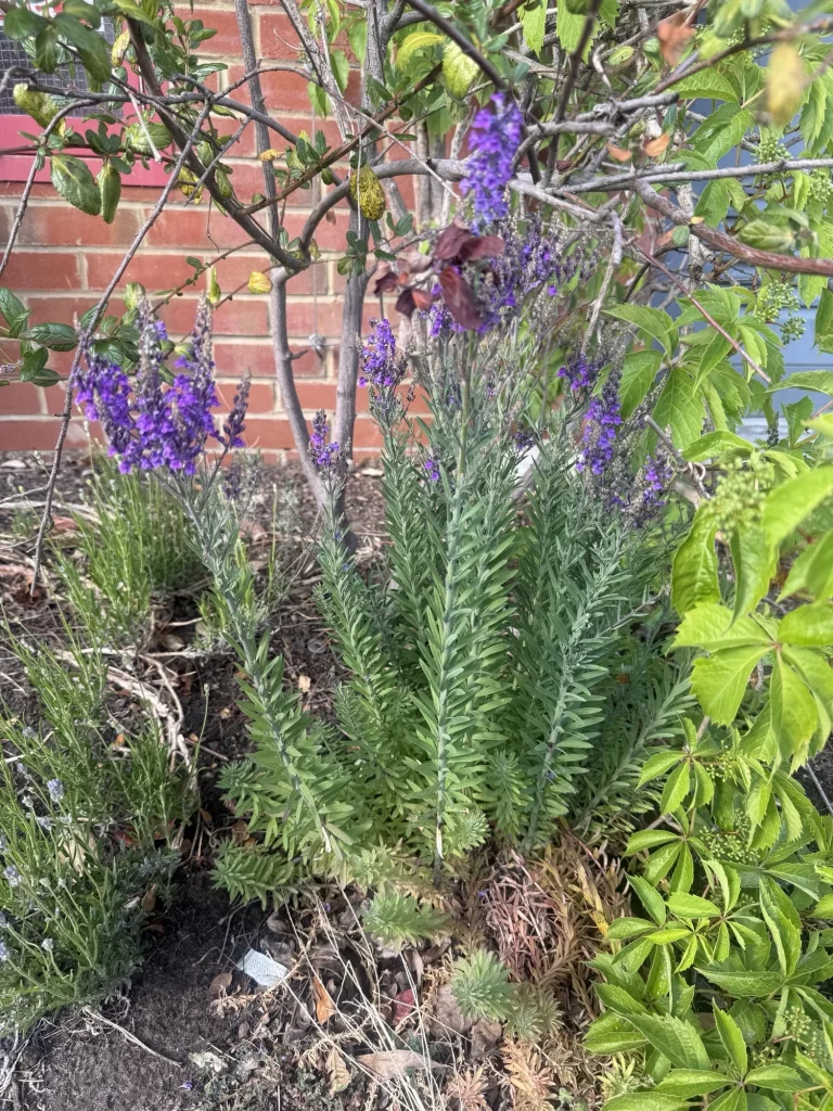 Drought tolerant gardens