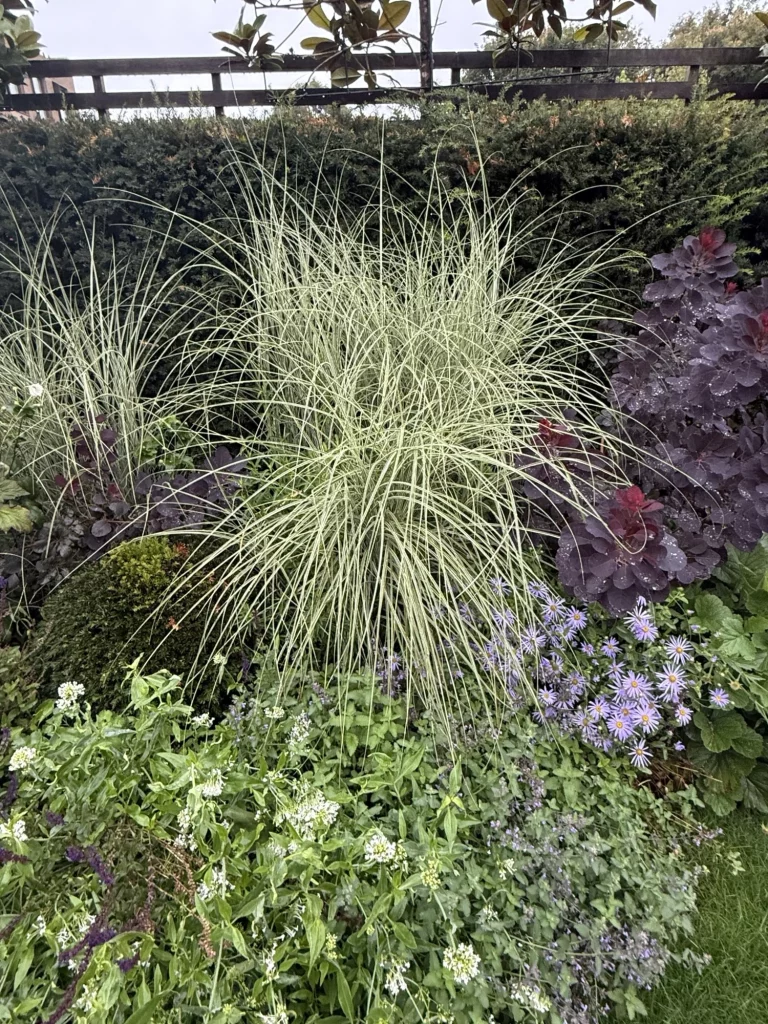 Ornamental grasses