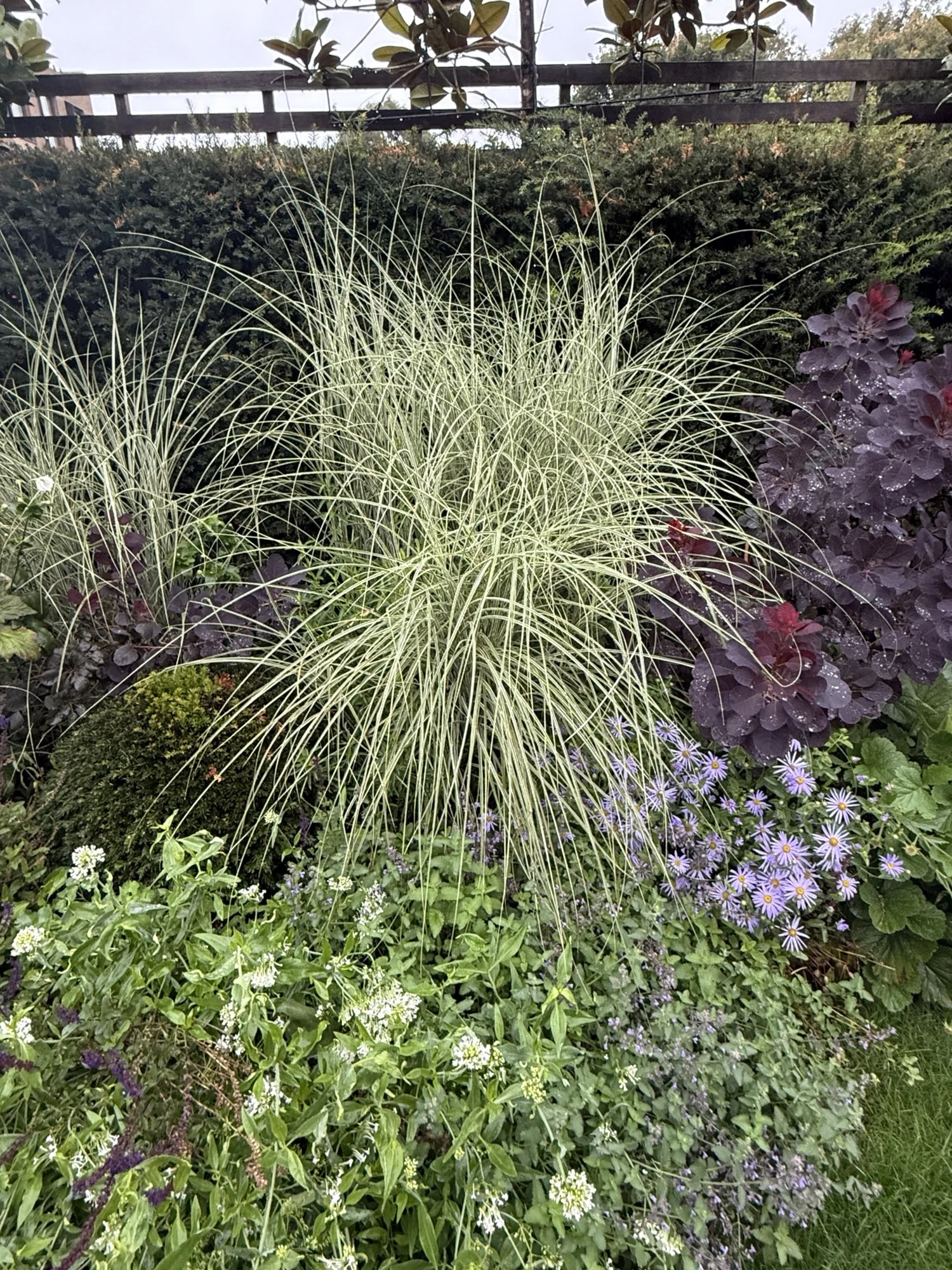 Ornamental grasses